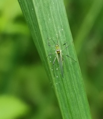 Macrosiphum gei