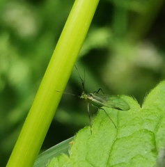 Macrosiphum gei