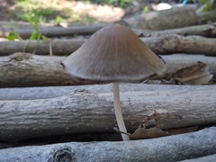 Psathyrellaceae