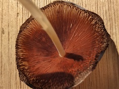 Psathyrellaceae