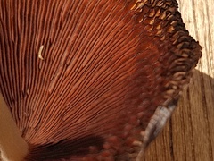 Psathyrellaceae