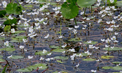 Sagittaria filiformis