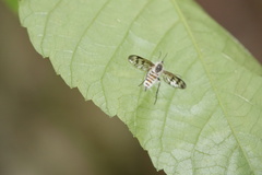 Furia ithacensis