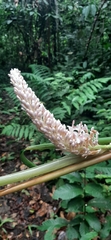 Alpinia aquatica
