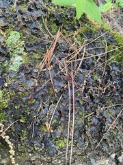 Peltigera elisabethae