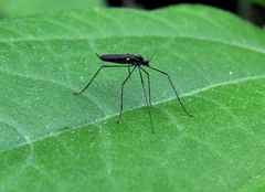 Gnophomyia