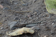 Aspidoscelis exsanguis