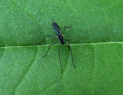 Gnophomyia