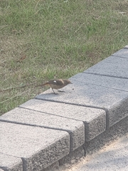 Phoenicurus auroreus