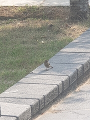 Phoenicurus auroreus