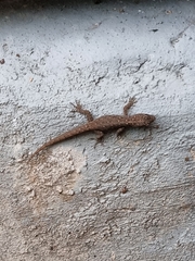 Gonatodes vittatus