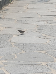 Phoenicurus auroreus