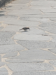 Phoenicurus auroreus