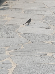 Phoenicurus auroreus