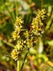 Carex leavenworthii