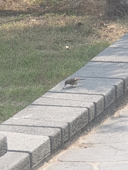 Phoenicurus auroreus