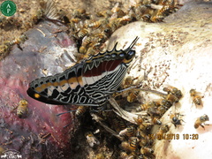Charaxes castor