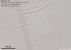 Arachnopeziza delicatula