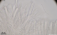 Arachnopeziza delicatula
