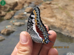 Charaxes castor