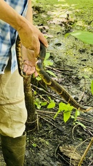 Nerodia fasciata confluens