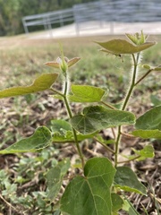 Dysosmia