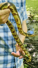Nerodia fasciata confluens