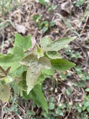 Dysosmia