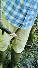 Nerodia fasciata confluens