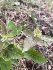 Dysosmia
