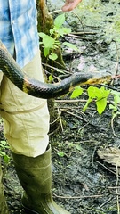 Nerodia fasciata confluens