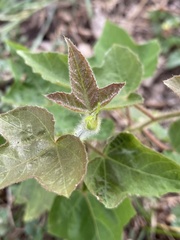 Dysosmia