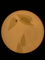 Regmatodon orthostegius