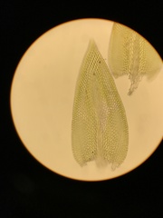 Regmatodon orthostegius