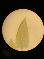 Regmatodon orthostegius