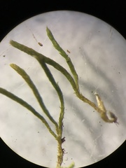 Regmatodon orthostegius