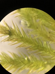 Regmatodon orthostegius