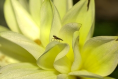 Lonchoptera bifurcata