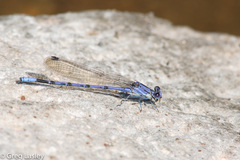 Argia munda