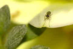 Lonchoptera bifurcata