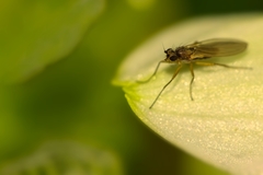 Lonchoptera bifurcata