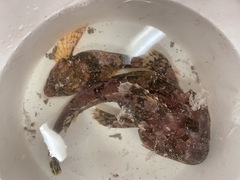 Myoxocephalus scorpius