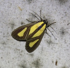 Xanthoarctia pseudameoides