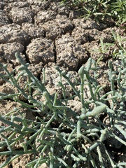 Tecticornia australasica