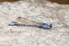Argia munda