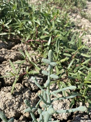 Tecticornia australasica