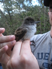 Myiarchus antillarum