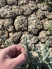 Tecticornia australasica