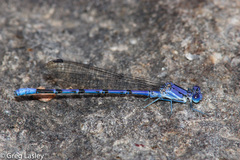 Argia munda
