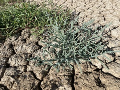 Tecticornia australasica